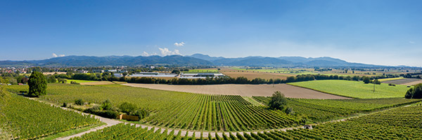 Wein Erlebnispfad in Bad Krozingen
